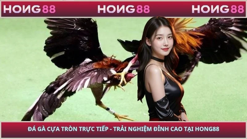 Đá Gà Cựa Tròn Trực Tiếp - Trải Nghiệm Đỉnh Cao Tại HONG88