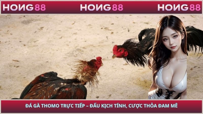 Đá Gà Thomo Trực Tiếp – Đấu Kịch Tính, Cược Thỏa Đam Mê