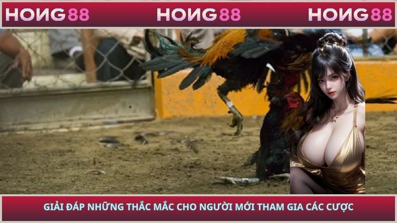 Giải đáp những thắc mắc cho người mới tham gia các cược