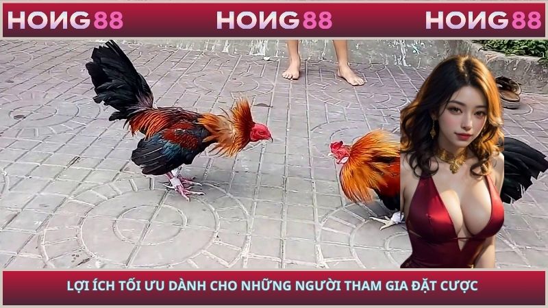Lợi ích tối ưu dành cho những người tham gia đặt cược
