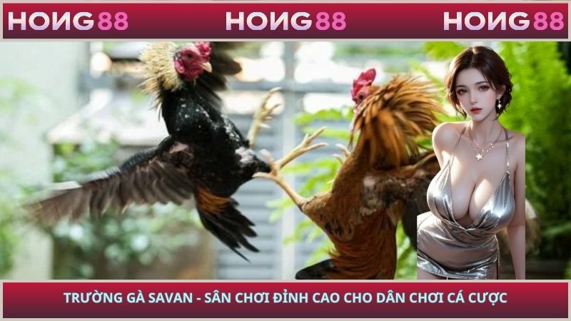 Trường Gà Savan - Sân Chơi Đỉnh Cao Cho Dân Chơi Cá Cược