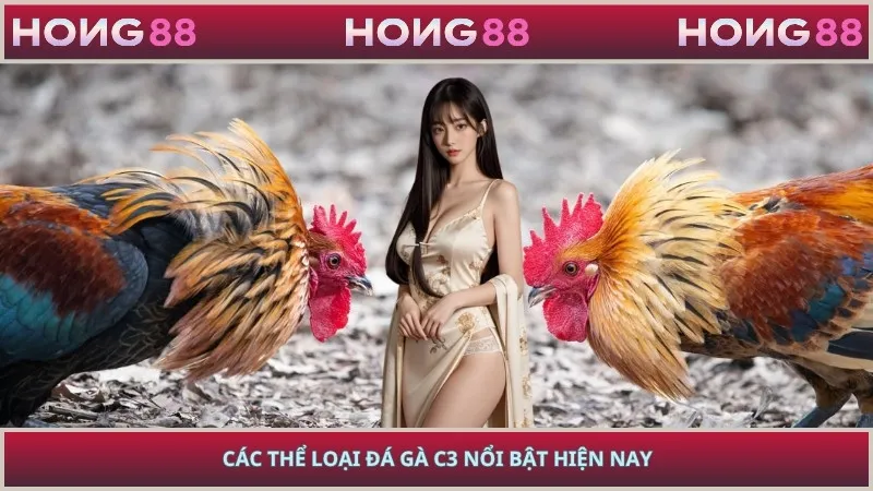 Các thể loại đá gà C3 nổi bật hiện nay