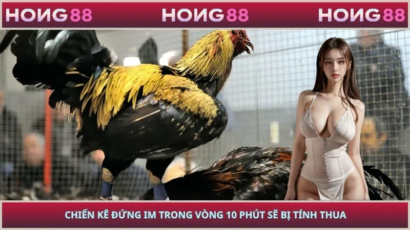 Chiến kê đứng im trong vòng 10 phút sẽ bị tính thua