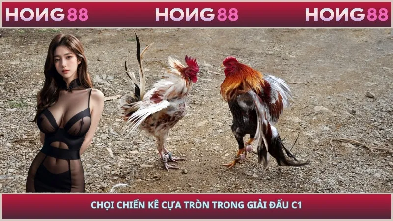 Chọi chiến kê cựa tròn trong giải đấu C1