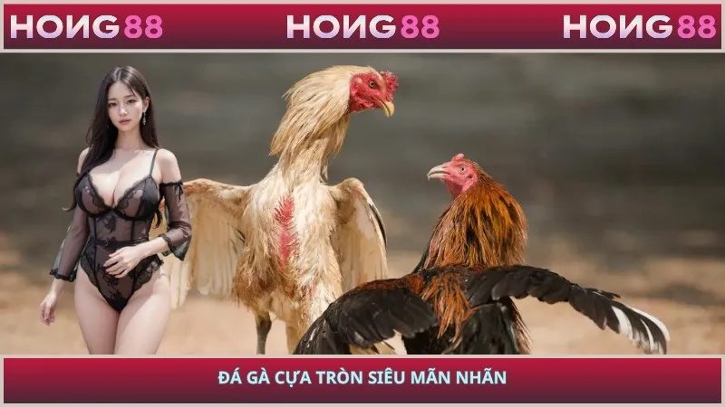 Đá gà cựa tròn siêu mãn nhãn