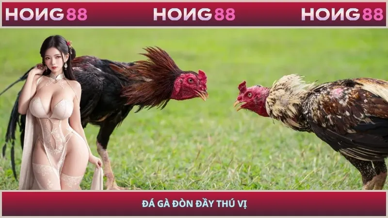 Đá gà đòn đầy thú vị