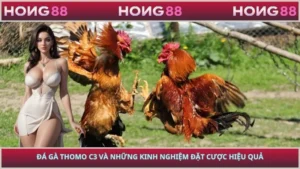 Đá Gà Thomo C3 Và Những Kinh Nghiệm Đặt Cược Hiệu Quả