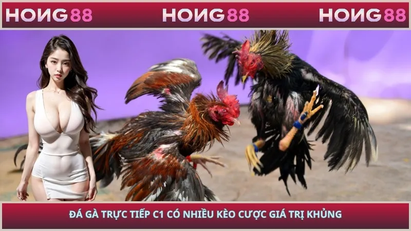 Đá gà trực tiếp C1 có nhiều kèo cược giá trị khủng