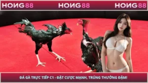 Đá Gà Trực Tiếp C1 - Đặt Cược Mạnh, Trúng Thưởng Đậm!
