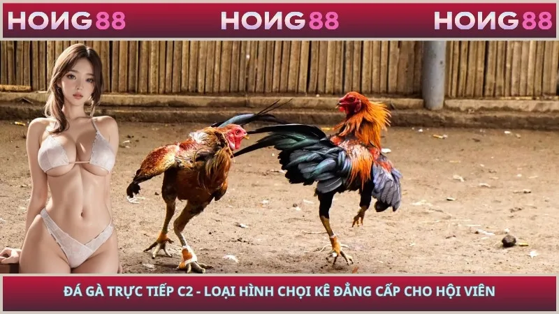 Đá Gà Trực Tiếp C2 - Loại Hình Chọi Kê Đẳng Cấp Cho Hội Viên