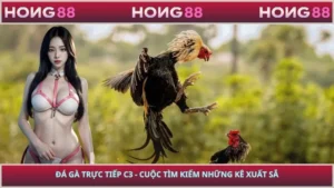 Đá Gà Trực Tiếp C3 - Cuộc Tìm Kiếm Những Kê Xuất Sắc