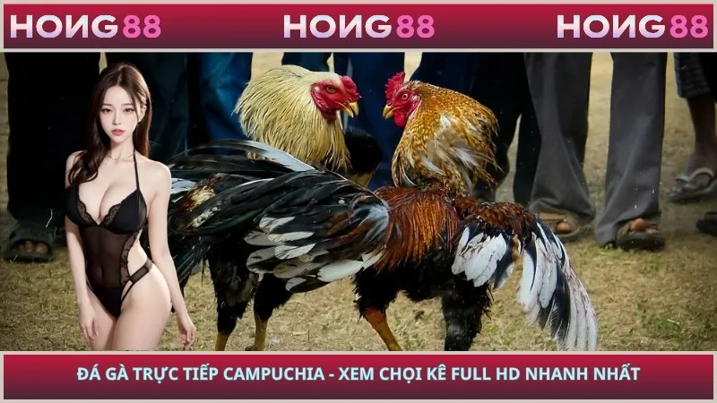 Đá Gà Trực Tiếp Campuchia - Xem Chọi Kê Full HD Nhanh Nhất
