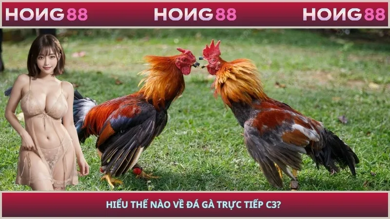 Hiểu thế nào về đá gà trực tiếp C3?