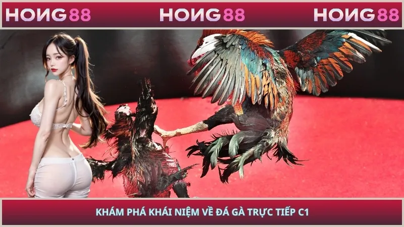 Khám phá khái niệm về đá gà trực tiếp C1