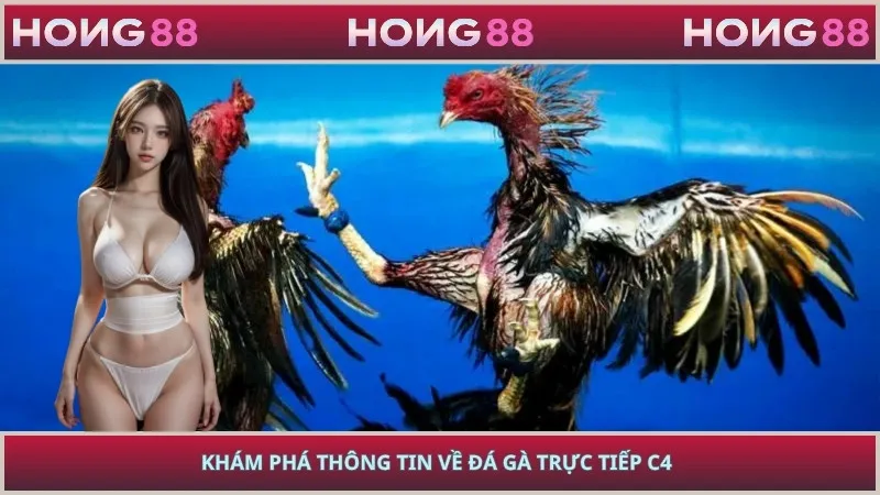 Khám phá thông tin về đá gà trực tiếp C4