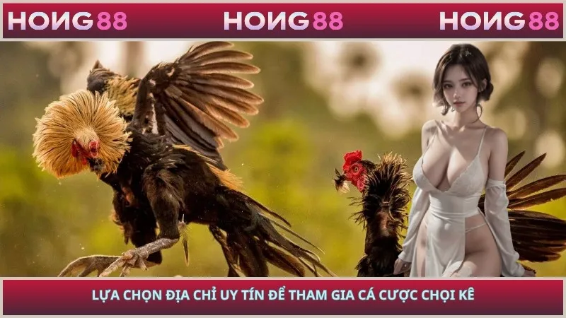 Lựa chọn địa chỉ uy tín để tham gia cá cược chọi kê