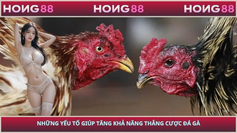 Những yếu tố giúp tăng khả năng thắng cược đá gà