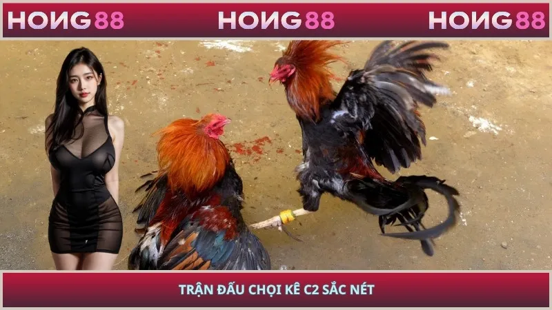 Trận đấu chọi kê C2 sắc nét