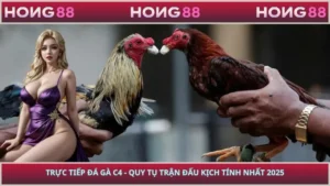 Trực Tiếp Đá Gà C4 - Quy Tụ Trận Đấu Kịch Tính Nhất 2025