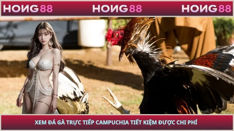 Xem đá gà trực tiếp Campuchia tiết kiệm được chi phí