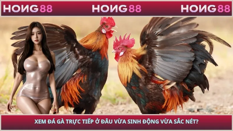 Xem Đá Gà Trực Tiếp Ở Đâu Vừa Sinh Động Vừa Sắc Nét?