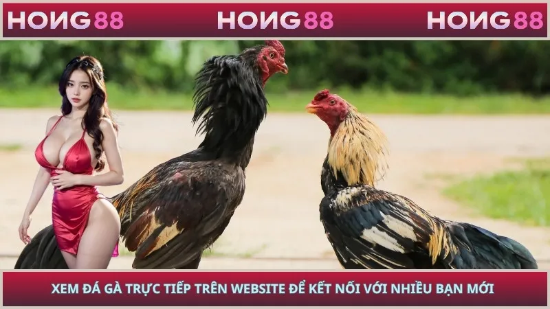 Xem đá gà trực tiếp trên website để kết nối với nhiều bạn mới